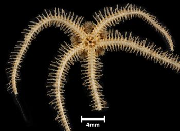 Media type: image;   Invertebrate Zoology OPH-3800 Description: Bottom up view of single ophiuroid specimen with a scale bar.;  Aspect: ventral